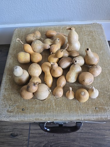 Lot of 26 Dried Miniature Small Mixed Lot Gourds Crafts Bowl Filler