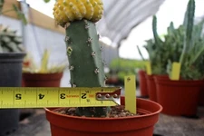 Discocactus horstii variegated Grafted. Sale Price