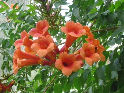Red flowers TRUMPET VINE - Campsis x tagliabuana 'Guilfoylei' live plant