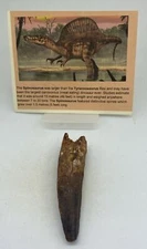 Spinosaurus Tooth dinosaur fossil Before T Rex Cretaceous K902
