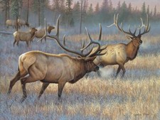 Ceramic Backsplash Tile Mural Deer Elk Kitchen/Bathroom - Winner Takes All