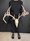 New Listing168" Large Whitetail Antler Rack On Real Skull Taxidermy Trophy European Mount