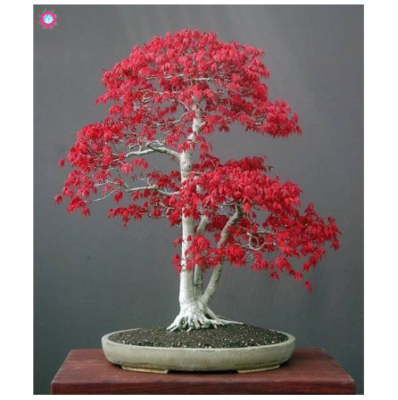 20 Seeds 100% True Japanese Red Maple Beautiful Bonsai Tree | eBay