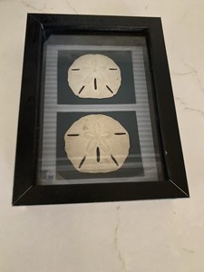 Sand Dollar Shadow Box Seabrook, SC Framed beach decor 