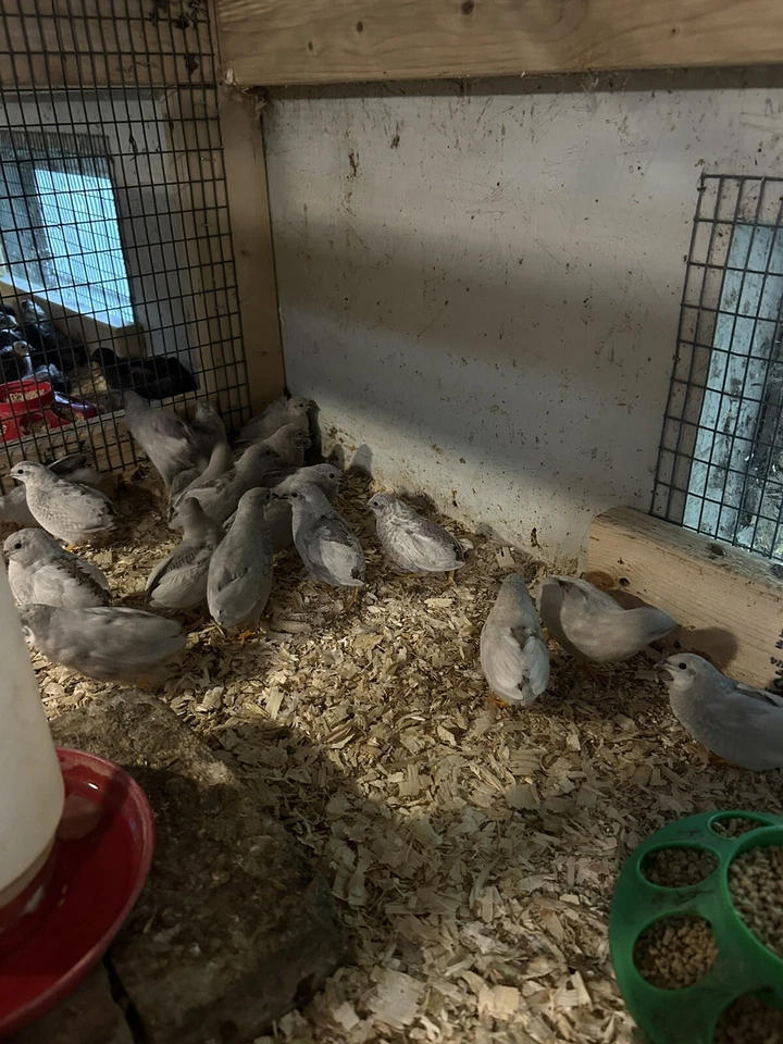 65+ huevos para incubar codorniz botón Foto 4 de 4