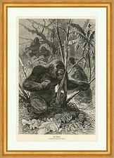 Der Gorilla Tiere Urwald F. Specht Bäume Affen Ananas Palme Holzstich A 0195