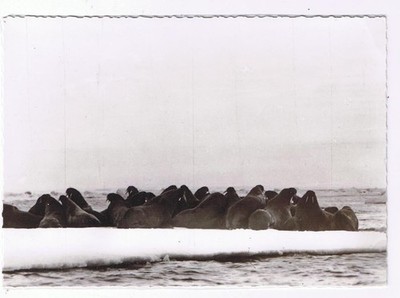 Nunavut Canada Laminated Postcard RPPC Eskimo Walrus On Ice Pan