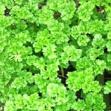 Triple Curled Parsley Seeds  | Heirloom Parsley Seeds | NON-GMO Garden Seeds