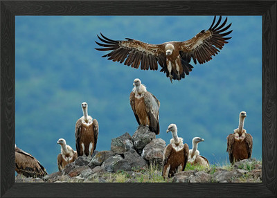 Griffon Vulture Gyps Fulvu Framed Wall Art Poster Canvas Print Picture