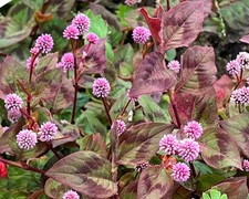 Persicaria Pink Punching Balls, Hardy Perennial, Sow Feb-Jun + Aug-Oct. 25 Seeds