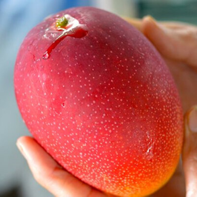 Mango Miyazaki Grafted Plant Egg Of Sun Fruit Tree Unique Tropical Tall 20 inchs