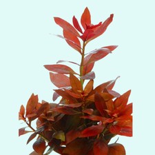 BUY 2 GET 1 FREE Ludwigia Repens Red Rubin Live Aquarium Plants Aquatic Plant
