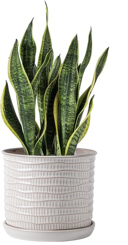 MUZHI 10 Inch Round Ceramic Bonsai Pot Planter With Saucer - Unglazed Clay Pot For Succulents, Cactus