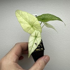 Alocasia Simpo Full Mint variegata - very rare variegated Aroid Plant 03ASIMPV01