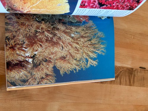 An Underwater Guide to Indonesia Hardcover, By R. Charles Anderson, Like New - Imagen 9 de 15