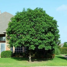 10 Chinese Pistachio Pistache, Pistacia chinensis Tree Seeds Hardy Bonsai Plant