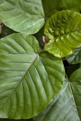 Ficus Umbellata- 3 fresh cuttings