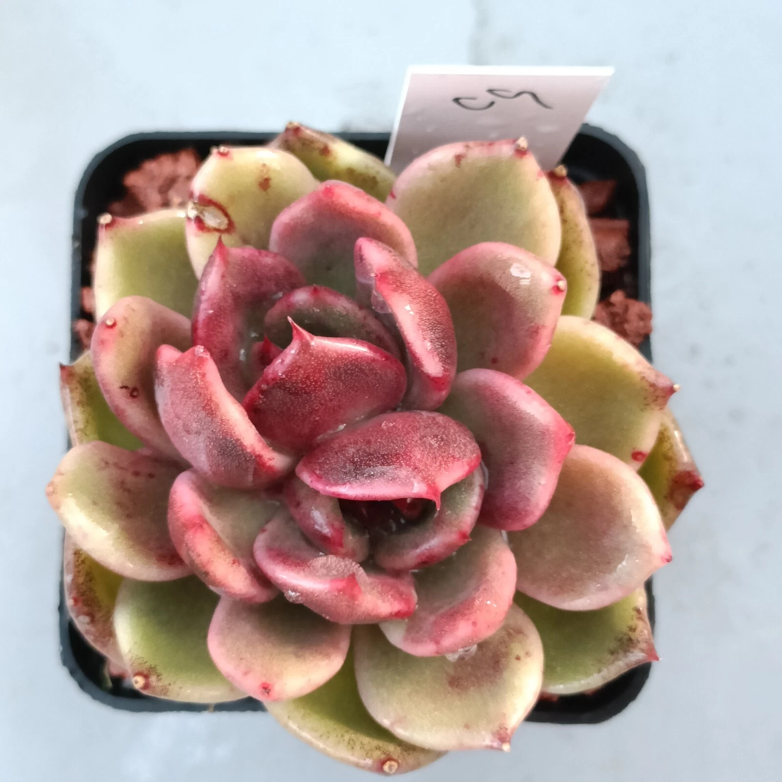 Echeveria Black rose Variegated mature Plant very well rooted,nice succulent
Opens in a new window o