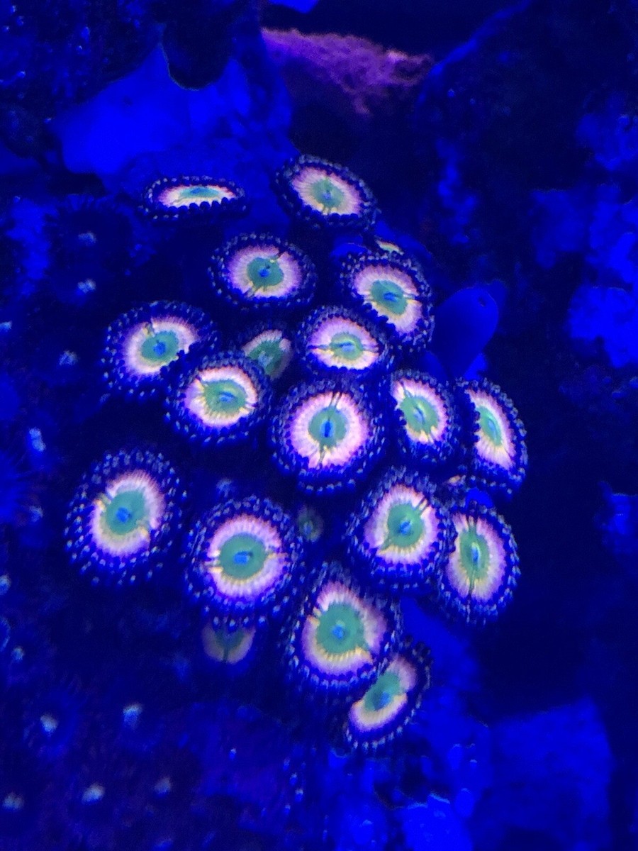 live coral Rainbow Infusion Zoanthids by 