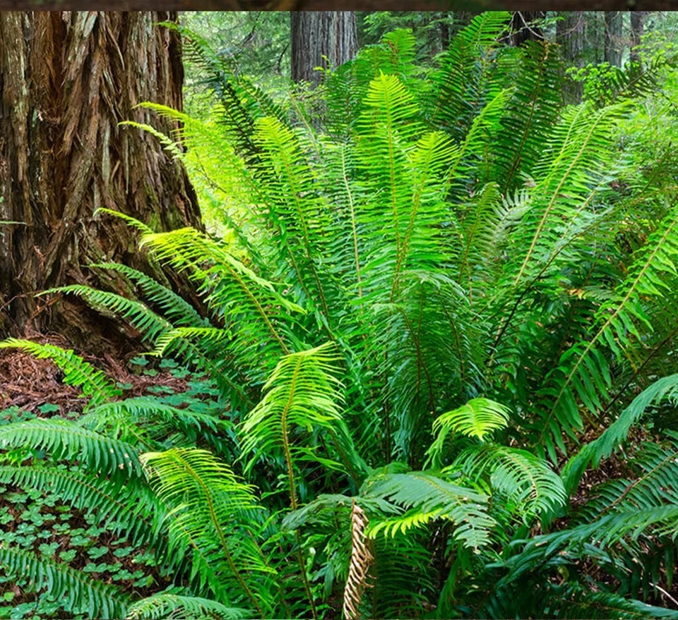 Western Sword Ferns (Polystichum Munitum) - Large 3.5 inch potted plants - Image 2 of 4