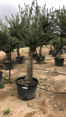 rhododendron marie fortie Rhododendron Marie Forte – Spanne Plantesalg