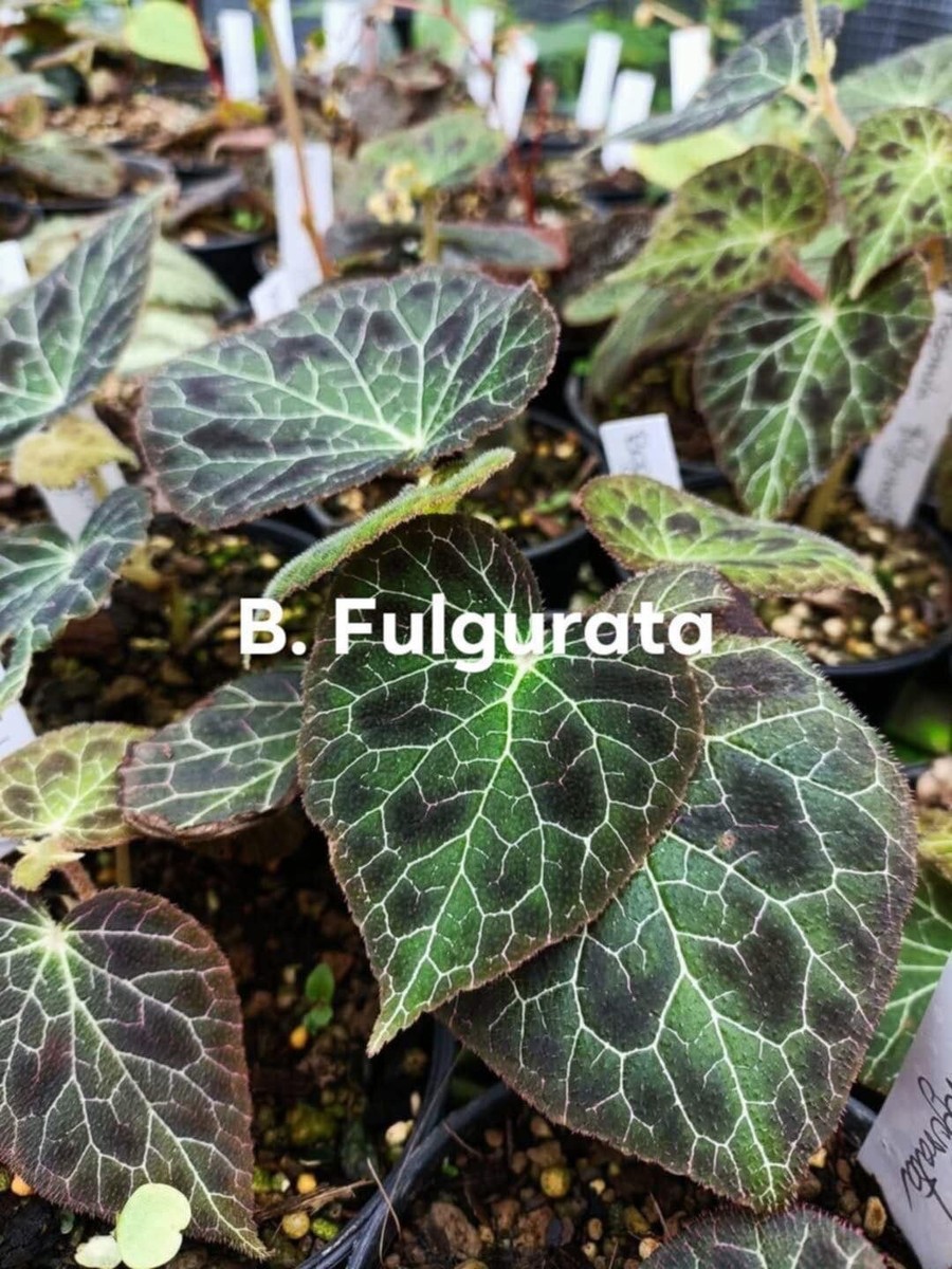 Begonia Fulgurata Seeds + Phytosanitary certificate Rare