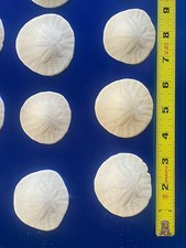 Set Of 6 Sand Dollar Sea Shells From CA Beaches