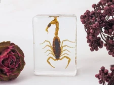 ~ x40a Bark Scorpion In Resin display Oddities Curiosity Collectible Entomology