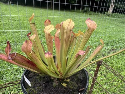 SARRACENIA RUBRA  TATTNALL CO, GEORGIA  GALLON SIZE.