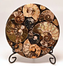 Ammonite Fossil Round Slices Ornament Quartz Crystal Specimen Carving