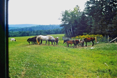 1966 35mm Slide Of Horses Feeding In A Field Of Grass