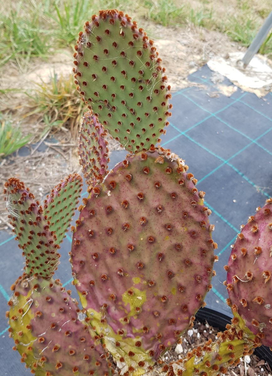 Opuntia lubrica cactée d'extérieur plante grasse pot 2L
