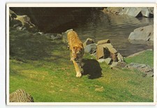 Postcard Tiger Como Zoo St. Paul Minnesota USA