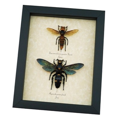Murder Hornet Set Giant Hornets Wasp Collection Framed Taxidermy