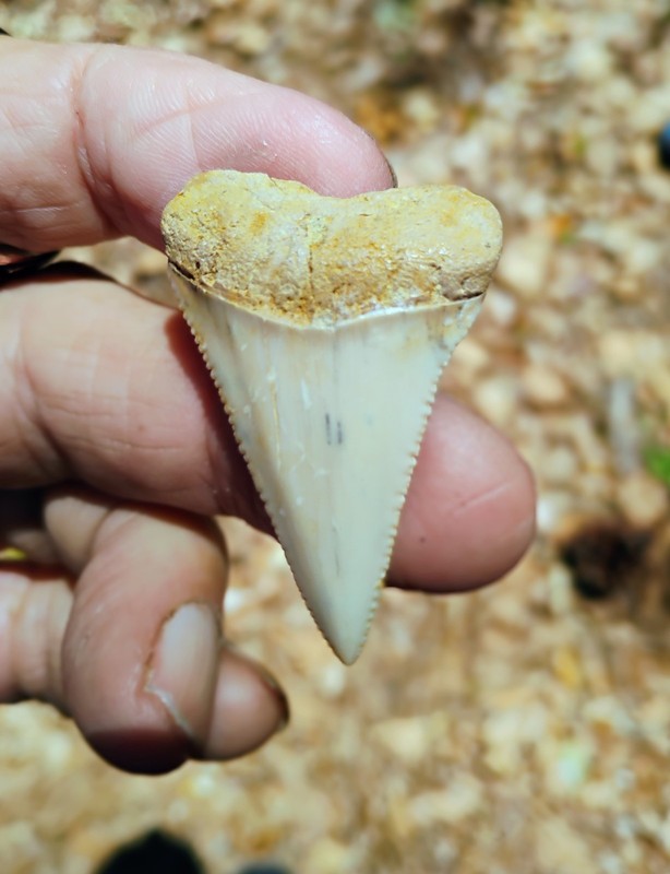 1 7/8 In  Authentic Fossil Chilean Great White Shark Tooth Megalodon Mako
