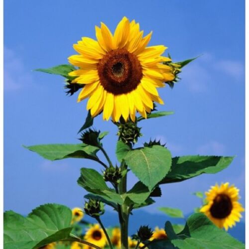 SUNFLOWER, MAMMOTH GREY STRIPE 500 SEEDS  NEWLY HARVESTED, 8-12 FOOT TALL - Picture 1 of 1