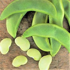 Henderson Lima Bean Seeds - For 2026 Planting Baby Butter Beans Heirloom Non-GMO