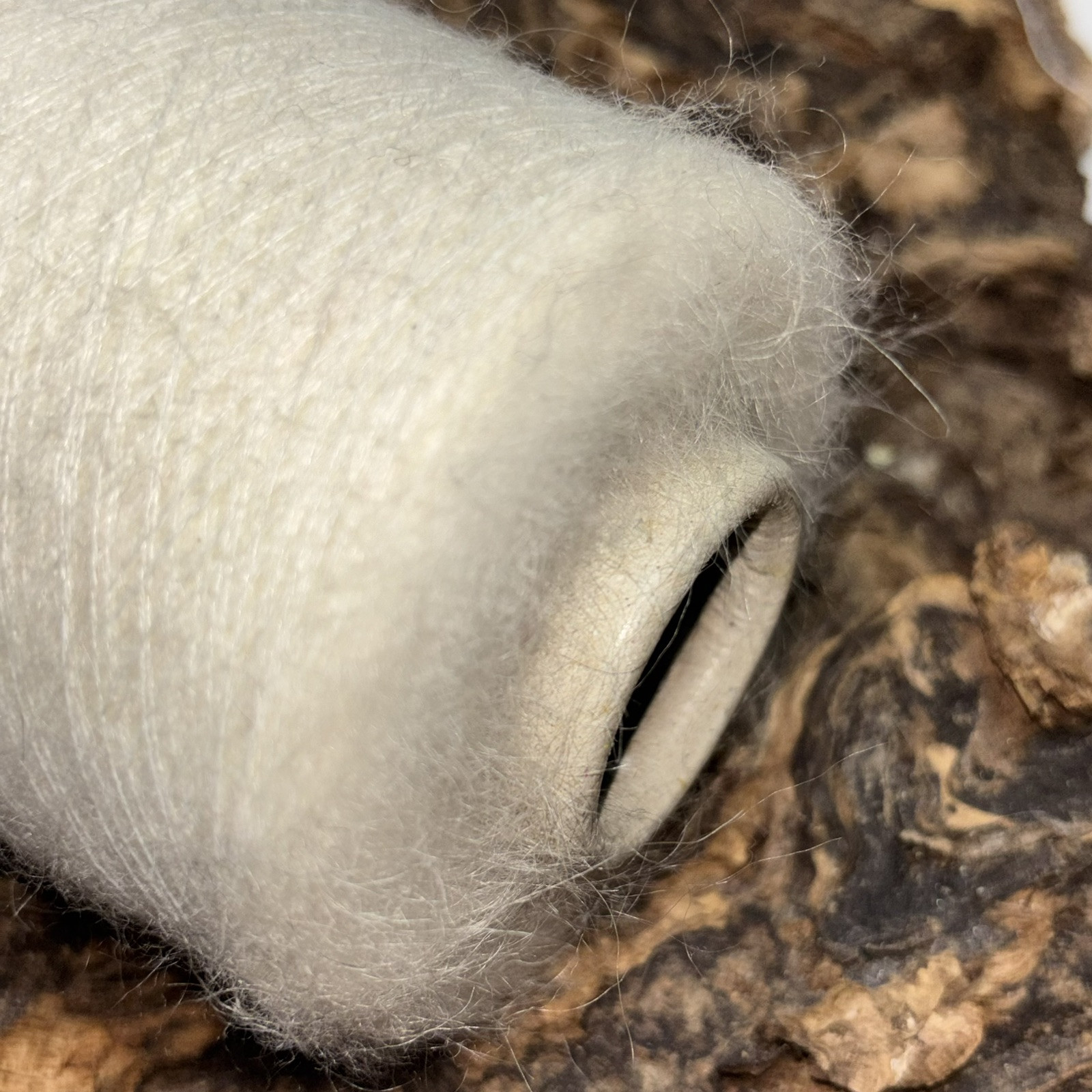 Fil à tricoter 300 Grammes composé de 89% Mohair et 11% Polyamide de couleur naturelle