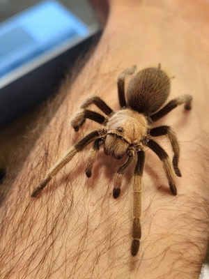 #ad One 1 Live 2 3 Inch Sub Adult Arizona Blonde Tarantula $44.99