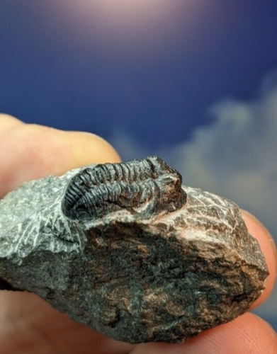 Trilobite Fossil Gerastos Tuberculatus on prepped matrix 30mm x 38mm Beautiful - Afbeelding 1 van 6