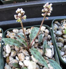 Drimiopsis aff. gracilis Smallest species? RARE