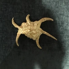 Harpago Spider Conch Shell, Beautifully Colored And Good Condition