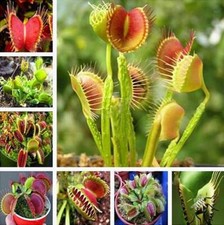 Dionaea muscipula 100Pcs, Venus Flytrap Carnivorous Plant Seeds