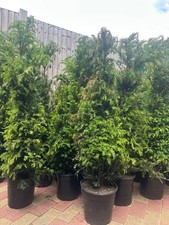 1x Gardening Express Taxus Baccata English Yew Pot Grown Bushy