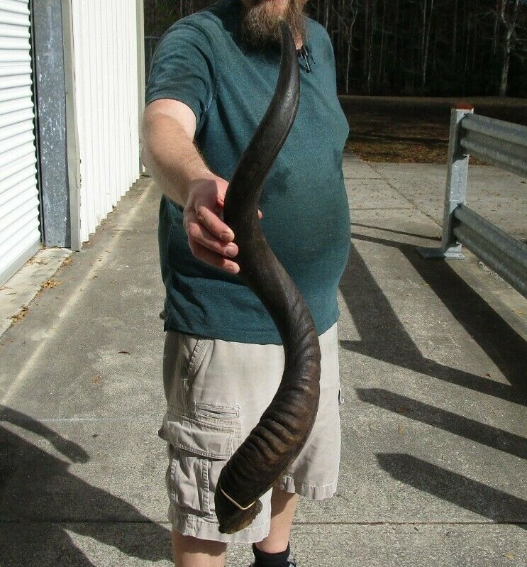 35 inch Natural South African Kudu horn to make shofar, taxidermy