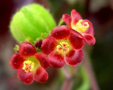 Bellyache Bush, JATROPHA GOSSYPIFOLIA rare carnivorous succulents seed -30 SEEDS