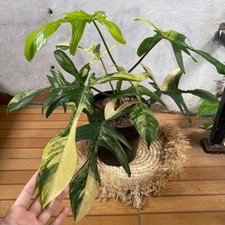 Philodendron Florida Beauty certificato fitosanitario gratuito variegato