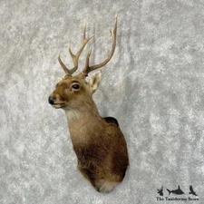 #29062 N | Japanese Sika Deer Taxidermy Shoulder Mount For Sale