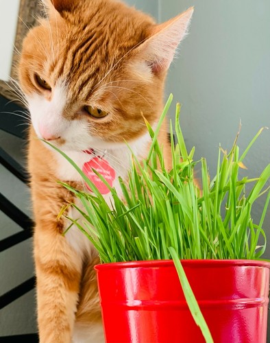 US Seller 2oz Dog Cat Grass Seeds = 800 Sweet Oat+550 Organic Wheatgrass Seeds - Picture 7 of 12