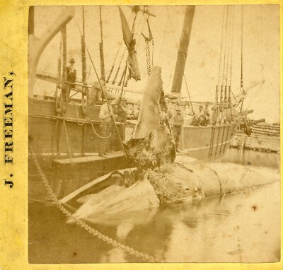 Whaling: Nantucket MA: Cutting in a Finback Whale ~1870 J. Freeman E483